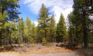 Fire Mitigation Ponderosa Pines Property Tree Thinning Companies